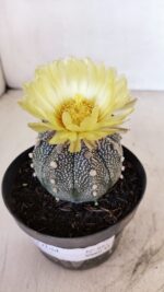 ASTROPHYTUM ASTERIAS Nº 881 – vaso 11 - Imagem 4