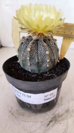 ASTROPHYTUM ASTERIAS Nº 881 – vaso 11 - Imagem 7
