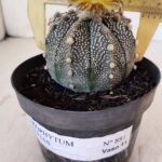 ASTROPHYTUM ASTERIAS Nº 881 – vaso 11