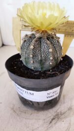 ASTROPHYTUM ASTERIAS Nº 881 – vaso 11