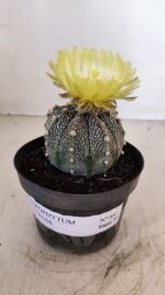 ASTROPHYTUM ASTERIAS Nº 881 – vaso 11 - Imagem 2