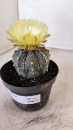 ASTROPHYTUM ASTERIAS Nº 881 – vaso 11 - Imagem 6