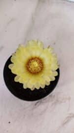 ASTROPHYTUM ASTERIAS Nº 881 – vaso 11 - Imagem 3