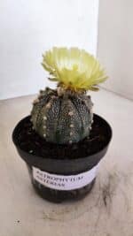 ASTROPHYTUM ASTERIAS Nº 881 – vaso 11 - Imagem 8