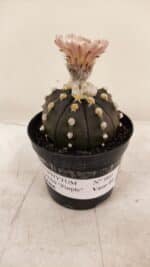 ASTROPHYTUM ASTERIAS “Purple AKABANA”  Nº 980 – vaso 09 - Imagem 4