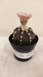 ASTROPHYTUM ASTERIAS “Purple AKABANA”  Nº 980 – vaso 09 - Imagem 11