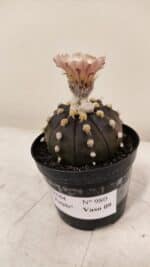 ASTROPHYTUM ASTERIAS “Purple AKABANA”  Nº 980 – vaso 09 - Imagem 9