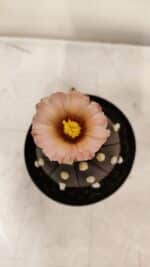 ASTROPHYTUM ASTERIAS “Purple AKABANA”  Nº 980 – vaso 09 - Imagem 5