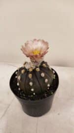 ASTROPHYTUM ASTERIAS “Purple AKABANA”  Nº 980 – vaso 09 - Imagem 8