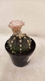 ASTROPHYTUM ASTERIAS “Purple AKABANA”  Nº 980 – vaso 09 - Imagem 7