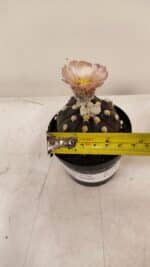 ASTROPHYTUM ASTERIAS “Purple AKABANA”  Nº 980 – vaso 09 - Imagem 6