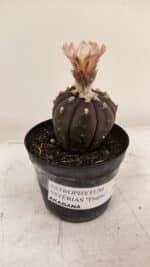 ASTROPHYTUM ASTERIAS “Purple AKABANA”  Nº 981 – vaso 09 - Imagem 6