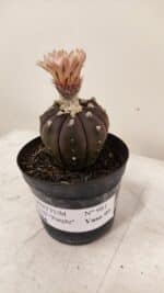 ASTROPHYTUM ASTERIAS “Purple AKABANA”  Nº 981 – vaso 09 - Imagem 9