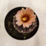 ASTROPHYTUM ASTERIAS “Purple AKABANA”  Nº 981 – vaso 09