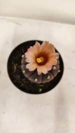 ASTROPHYTUM ASTERIAS “Purple AKABANA”  Nº 981 – vaso 09