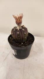 ASTROPHYTUM ASTERIAS “Purple AKABANA”  Nº 981 – vaso 09 - Imagem 8