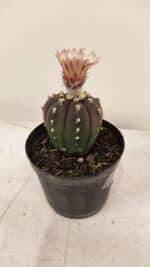 ASTROPHYTUM ASTERIAS “Purple AKABANA”  Nº 981 – vaso 09 - Imagem 7