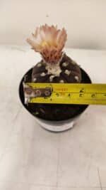 ASTROPHYTUM ASTERIAS “Purple AKABANA”  Nº 981 – vaso 09 - Imagem 4