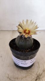 ASTROPHYTUM ASTERIAS “Purple AKABANA”  Nº 982 – vaso 09 - Imagem 4