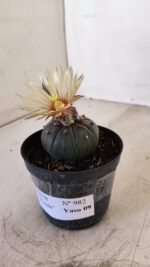 ASTROPHYTUM ASTERIAS “Purple AKABANA”  Nº 982 – vaso 09 - Imagem 7