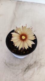 ASTROPHYTUM ASTERIAS “Purple AKABANA”  Nº 982 – vaso 09 - Imagem 5