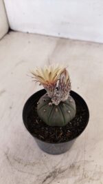 ASTROPHYTUM ASTERIAS “Purple AKABANA”  Nº 982 – vaso 09 - Imagem 8