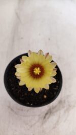 ASTROPHYTUM ASTERIAS “Purple”  Nº 984 – vaso 09 - Imagem 3