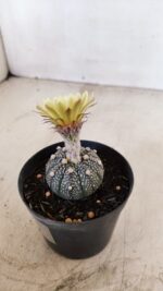 ASTROPHYTUM ASTERIAS “Purple”  Nº 984 – vaso 09 - Imagem 6