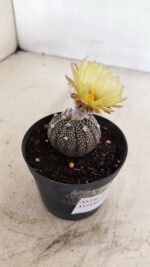 ASTROPHYTUM ASTERIAS “Purple”  Nº 984 – vaso 09 - Imagem 5