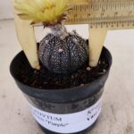 ASTROPHYTUM ASTERIAS “Purple”  Nº 984 – vaso 09