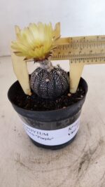 ASTROPHYTUM ASTERIAS “Purple”  Nº 984 – vaso 09