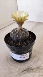 ASTROPHYTUM ASTERIAS “Purple”  Nº 985 – vaso 09 - Imagem 6