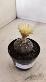 ASTROPHYTUM ASTERIAS “Purple”  Nº 985 – vaso 09 - Imagem 5