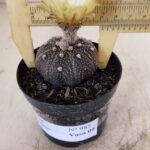 ASTROPHYTUM ASTERIAS “Purple”  Nº 985 – vaso 09