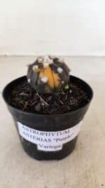 ASTROPHYTUM ASTERIAS “Purple - VARIEGATA”  Nº 955 – vaso 09 - Imagem 2