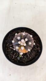 ASTROPHYTUM ASTERIAS “Purple - VARIEGATA”  Nº 955 – vaso 09 - Imagem 3