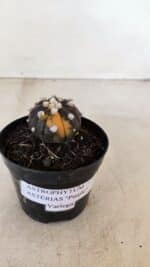 ASTROPHYTUM ASTERIAS “Purple - VARIEGATA”  Nº 955 – vaso 09 - Imagem 9