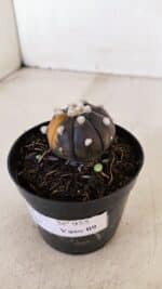 ASTROPHYTUM ASTERIAS “Purple - VARIEGATA”  Nº 955 – vaso 09 - Imagem 8