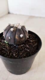 ASTROPHYTUM ASTERIAS “Purple - VARIEGATA”  Nº 955 – vaso 09 - Imagem 7