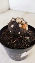 ASTROPHYTUM ASTERIAS “Purple - VARIEGATA”  Nº 955 – vaso 09 - Imagem 6