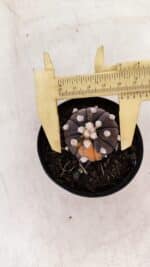 ASTROPHYTUM ASTERIAS “Purple - VARIEGATA”  Nº 955 – vaso 09 - Imagem 5