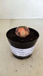 ASTROPHYTUM ASTERIAS “Purple STAR SHAPE - VARIEGATA”  Nº 960 – vaso 09 - Imagem 2