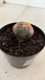 ASTROPHYTUM ASTERIAS “Purple STAR SHAPE - VARIEGATA”  Nº 960 – vaso 09 - Imagem 7