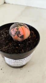 ASTROPHYTUM ASTERIAS “Purple STAR SHAPE - VARIEGATA”  Nº 960 – vaso 09 - Imagem 6