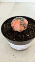 ASTROPHYTUM ASTERIAS “Purple STAR SHAPE - VARIEGATA”  Nº 960 – vaso 09 - Imagem 5