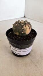 ASTROPHYTUM ASTERIAS “Purple - VARIEGATA”  Nº 961 – vaso 09 - Imagem 9