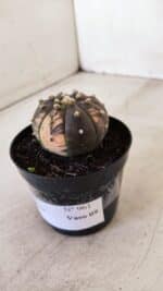 ASTROPHYTUM ASTERIAS “Purple - VARIEGATA”  Nº 961 – vaso 09 - Imagem 8