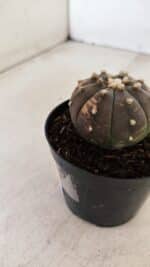 ASTROPHYTUM ASTERIAS “Purple - VARIEGATA”  Nº 961 – vaso 09 - Imagem 7