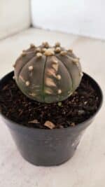 ASTROPHYTUM ASTERIAS “Purple - VARIEGATA”  Nº 961 – vaso 09 - Imagem 6