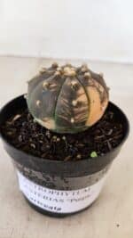 ASTROPHYTUM ASTERIAS “Purple - VARIEGATA”  Nº 961 – vaso 09 - Imagem 5